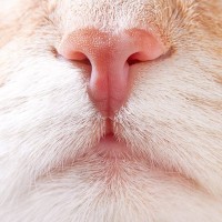 猫の『鼻血』はトラブルのサイン？疑うべき3つの病気　思っているより深刻なケースも