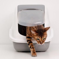 理想的な『猫トイレの置き場所』トップ3！猫にも飼い主さんにもやさしいトイレ環境とは？