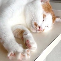 猫をなでると手が開く！！ニャンコファンから「開運動画」という説も…♡