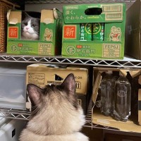 「在庫チェックしていたら…」かくれんぼしていた猫ちゃんに思わず２度見してしまう！