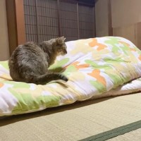 『お留守番で寂しかった元野良猫』がとった行動とは…パパの前で見せた可愛すぎる姿が33万6000再生「愛やね」「シンクロｗ」の声