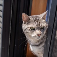 『脱走しやすい猫』に共通する4つの特徴とその理由　逃げて迷子に…という事故を防ぐ予防策も