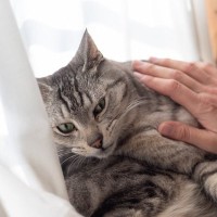 愛猫もドン引き…猫が『飼い主に冷める』ときの5つの原因　嫌われた？と不安になったら試したいこと