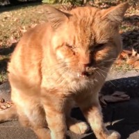 ７年間外で暮らし『虐待に晒された猫』…人を信じた結果に涙が止まらないと42万人が注目「穏やかに暮らしてほしい」「幸せに」