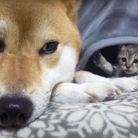 柴犬に"イタズラ"する子猫、『バレてない』と思ってたら…柴犬の母性あふれる対応が"尊すぎる"と37万再生「優しさ…」「毎晩見ちゃうｗ」