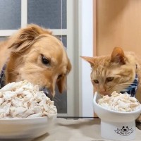 猫と大型犬に『大盛りささみドッキリ』しかけた結果…微笑ましすぎる光景が9万8000再生の反響「接吻ｗｗ」「笑いが止まらん」爆笑の声