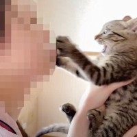 赤ちゃん猫にママが『チュー』してみた結果…思わず笑ってしまう『可愛すぎる返し』に爆笑の声続出「イヤイヤ時期」「チューだけにｗ」