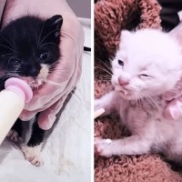 『ミルクも飲めないほどに弱っていた2匹の子猫…』まさかの展開が奇跡的すぎると感動の声続々「涙なくして見られない」「最高傑作」