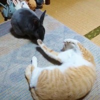 『うさぎにフラれ続ける猫』の"ラブコール"を最後まで見届けたら…まさかの結末が"尊い"と2万回再生「かわいい…」「ツンデレうさぎｗ」