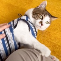 猫は『２週間ぶりに退院してきたママ』を見たら…再会の光景が尊すぎると42万6000再生「最高に可愛くて」「涙なくして見れない」