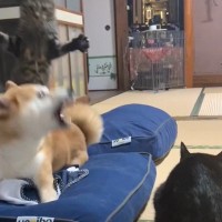 猫と柴犬の遊びが『激しすぎた』結果…思わぬ結末が笑えると50万7000再生「何事もなかったかのようにｗ」「しれっとｗ」爆笑の声