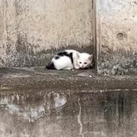 「雨の中で震えていた赤ちゃん猫」を保護したら…幸せあふれる『現在の様子』が感動的すぎると反響続々「長生きしてね泣」「感謝しかない」