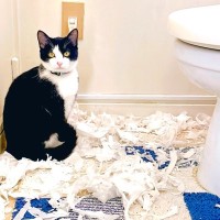 「現行犯逮捕じゃーーーっ！」トイレで起きた猫のあるある行動に2万人が共感！？