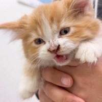 なぜか『鼻が真っ黒になった子猫』病院に連れて行ったら…判明した『まさかの正体』が15万7000再生「笑った」「豪快だもんねｗ」
