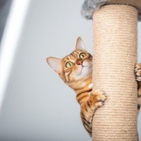 猫のドジかわいい『うっかりハプニング』5選　くすっと笑える、猫たちの天然な一面