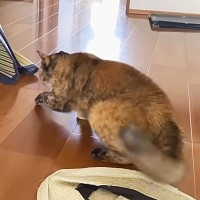 猫が"ゴザ"でくつろいでいたら『まさかの敵』出現して…爆笑必須の"激闘"が13万再生「尻尾が倍に膨らんでるw」「かわいいしかないw」