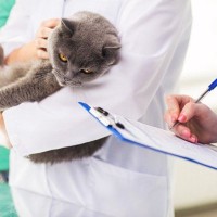 【獣医師が解説】保護猫をはじめて動物病院につれていくときに知っておいてほしいこと