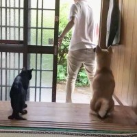 お出かけ時の『猫と犬の反応の違い』撮ってみた結果…あまりの温度差が微笑ましすぎると236万再生「ニヤニヤした」「暴れすぎｗｗ」の声