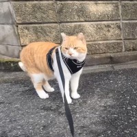 猫が散歩中に『大好きなおっちゃん』と遭遇したら…予想外の行動が可愛すぎると141万再生「突然のｗ」「とても癒やされた」の声