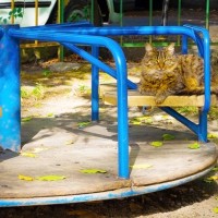猫と飼い主のための猫専用公園「キャットピア」がオープン！新しい観光名所に？マレーシア