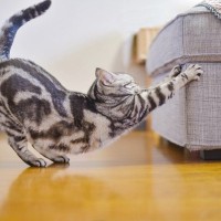 猫が家具で「爪とぎ」をする困った行動の原因は…？トルコの研究者らが調査結果を発表