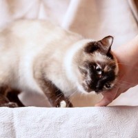 猫が『スリスリ』してくるときの3つのキモチ　よくするタイプの猫がいる？どう対応すればいい？