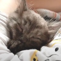 保護子猫に『腕枕』をしてみたら…"先住猫の圧"を受けながらも眠る姿が可愛すぎると1万再生「可愛い過ぎ注意報発令！」「羨ましいｗ」