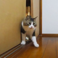 『鍵付きの部屋』で留守番する猫、"力技"で脱走したのがバレて…可愛すぎる”慌てっぷり”に爆笑！32万再生「やっべ！みたいな顔ｗｗ」