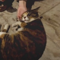 雨の降る夜に『玄関先にいた猫』を保護したら…３か月が経過した現在の様子に涙がでると反響続々「運命的な出会い」「幸せ願ってる」の声