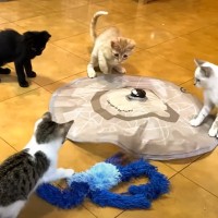 保護子猫たちに『おもちゃ』を出した結果…"予想外"の独特な遊び方が自由すぎると3万7000再生「みんな元気！」「かわええｗ」