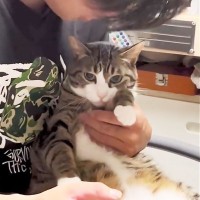 『大好きな次男に怒られた猫』どうしても"仲直り"したくて…思わぬ解決方法が可愛すぎると21万再生「荒ぶってるｗ」「ホント相思相愛」