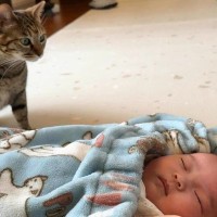 猫が『赤ちゃんとの再会』で見せた反応とは…心温まる光景が微笑ましすぎると反響続々「素敵な時間」「本当に癒やされた」の声