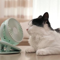 猫は暑がり？寒がり？快適に過ごせる『最適な室温設定』5つのポイント