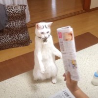 猫が『新聞紙』に戦いを挑んだ結果…翻弄されて"あたふた"する姿が可愛すぎると1万3000再生「可愛くて仕方ない」「大ファンです」