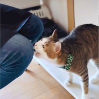 『電話切ってニャ！』猫が本気で電話を妨害したら…可愛すぎる訴えに爆笑！9.7万再生「ダメージジーンズになるｗ」「あうあう言ってるｗ」