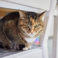 愛猫が『許せにゃい』と恨んでいる、飼い主のダメな習慣4選　見逃せない怒りサインも