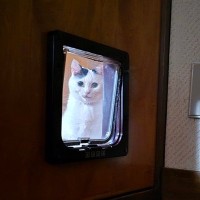 「飼い主さんをこっそり監視」猫用トビラからそっと見守る猫ちゃんがジワるｗ「家政婦は見た！」みたい