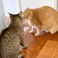 「ブチギレ確定！？」猫ちゃんを完全に怒らせてしまうとこんな顔になる！「目が怖いことになっているｗ」