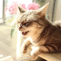 猫が『くしゃみ』を連発する理由5選　病気を疑ったほうがいい場合も