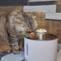 猫の『給水器』はどんなものがベスト？タイプ別に特徴やメリットをご紹介