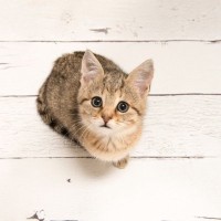 愛猫があなたに『叶えてほしい』と思っている5つのこと　猫たちのささやかな願いとは？