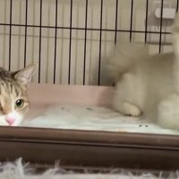 お姉ちゃん大丈夫！？大好きな先輩犬を心配する猫ちゃん