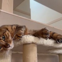 「絶対落ちニャイ」キャットタワーでくねくね甘える猫くん！