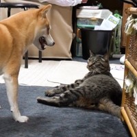 猫に同居犬が『ちょっかい』をだした結果…容赦ない"猫パンチ"を浴びせる姿に爆笑の声続出「懲りないｗ」「大好きだからだよねｗ」