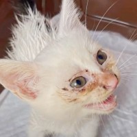 目ヤニと鼻水が酷い『ひとりぼっちの子猫』保護した結果…『元気になった姿』に感動の声「本当に感謝」「大切な命が救われた」