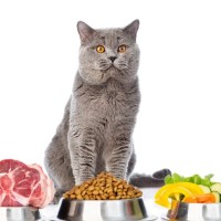 猫の生存に関わる4つの大切な『栄養素』それぞれの働きや上手な摂取方法も