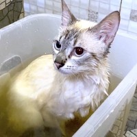 お風呂大嫌いな猫を『薬草風呂』に入れてみたら…まさかすぎる光景が123万再生の大反響「なぜこんなにｗｗ」「ほっこりした」の声
