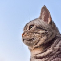 愛猫の『生まれ変わり』にまつわる4つの説　先代猫の輪廻転生…本当にある？