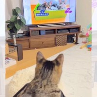 猫が『テレビに写った飼い主』を見た結果…予想外の『可愛すぎる行動』が119万再生の大反響「素敵なご家族」「子供みたい」の声