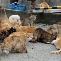 猫好きには楽園間違いなしの『猫島』3選　猫たちに会いにいくときのマナーもご紹介